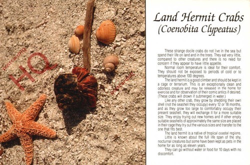 Picture postcard land hermit - picture,