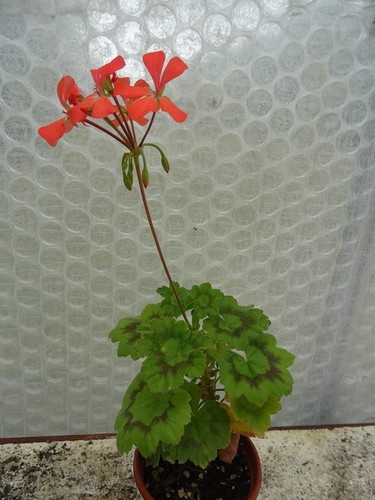 Pelargonium the boar 9cm - pelargonium,