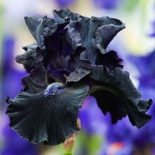 IRIS GERMANICA BLACK SWAN BEARDED IRIS SUMMER PERENNIAL PLANT aquatic