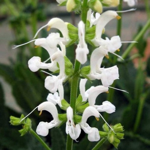 Lobelia siphilitica alba - lobelia, siphilitica-alba-50