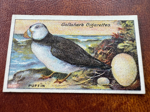 Gallaher birds nests eggs - gallaher,
