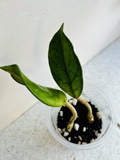 Hoya Obovata Splash Variegated