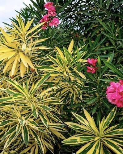 Oleander 4 - (nerium, oleander)