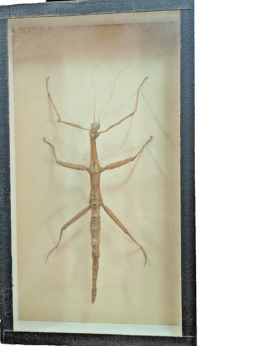 Mounted walking stick - mounted,