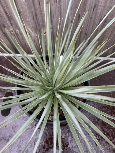 Yucca rostrata blue - rostrata, 35cm