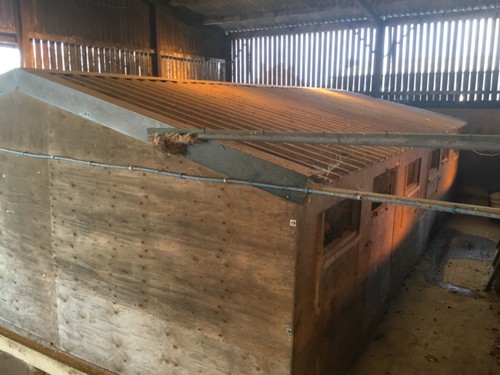 Selling x chicken - 2,