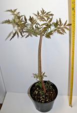 Elderberry Tree Sambucus Nigra Black Lace in 2 Litre Pots
