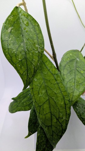 Hoya germany node 1 - sp., germany,