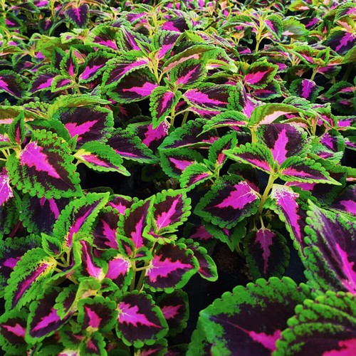 100 green purple hosta plant - 100,