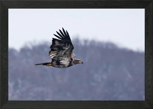 Juvenile bald eagle flying