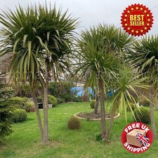 Semi Hardy Cordyline australis