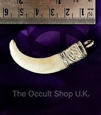 Wild boar tooth tusk hog - boar,