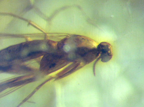 Pliocene amber kenya africa - pliocene,