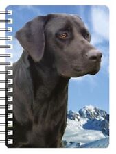 Black Labrador looking