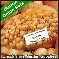 Spring Planting Onion Sets