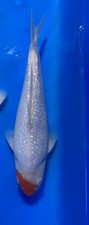 Ginrin Tancho Koi, 9 inches