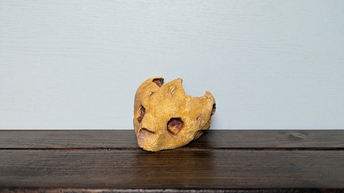 Turtle fossil replicas - turtle,