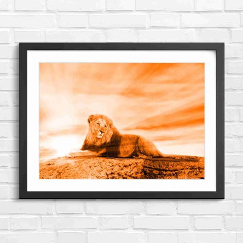 Regal lion lying rock - regal,