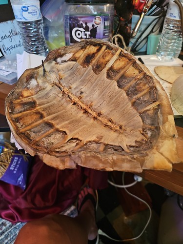 Turtle shell tortoise - shell,