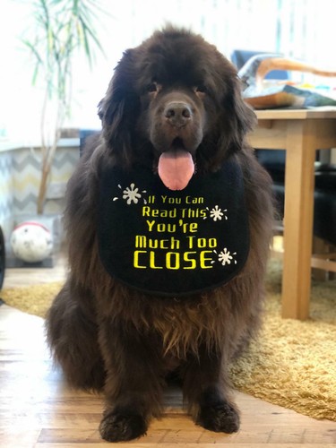 Big dog drool slobber bib - big, drool/slobber