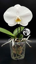 Phalaenopsis Singolo Tosha