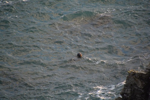 Photo south hams - photo, coastal