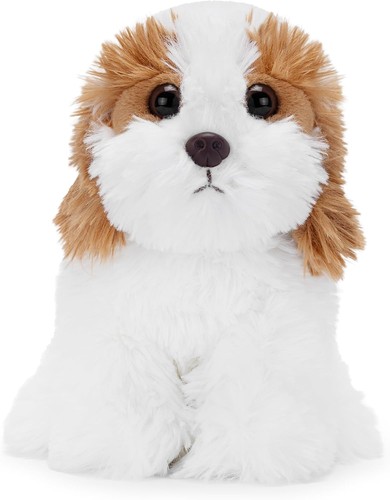 Zappi jackie the shih tzu - co,