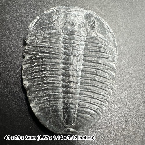 Elrathia kingi trilobite - kingi,