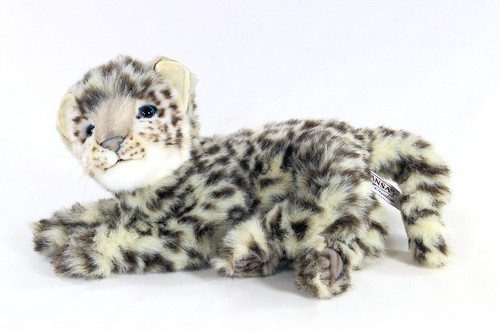 Hansa lying snow leopard cub - snow,
