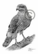 Goshawk pencil drawing art - goshawk,