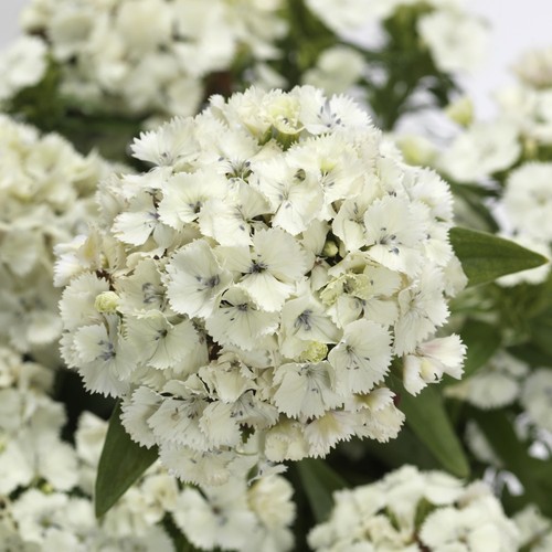 Dianthus dart white - dart, fragrant