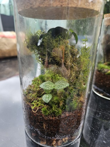 Ready made mini plant - ready-made,