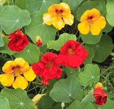 NASTURTIUM  TROPAEOLUM JEWEL MIX  120 FINEST SEEDS