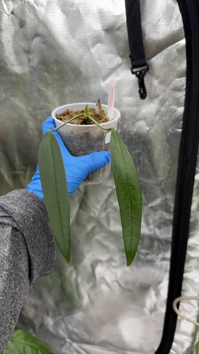 Anthurium pallidiflorum - anthurium,