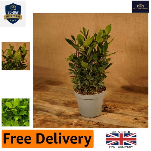 Low maintenance laurus nobilis - low,