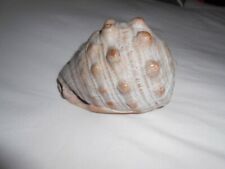 Large cowrie type shell