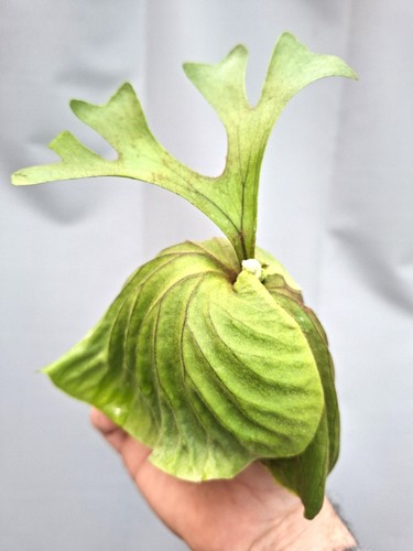 Platycerium ridleyi - platycerium,