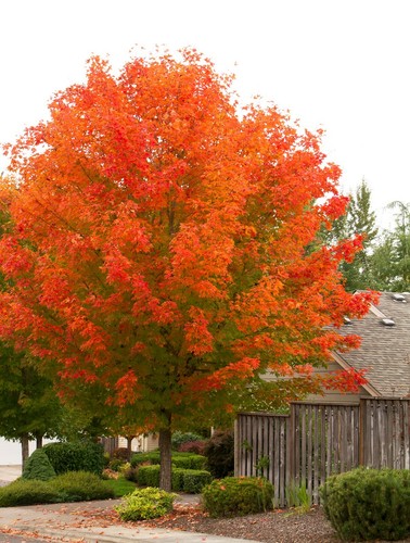 October glory maple quart pot - glory,
