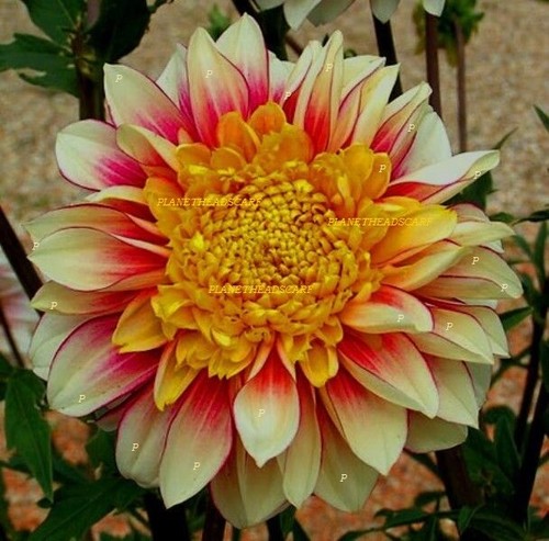 Gorgeous dahlia polka - gorgeous,