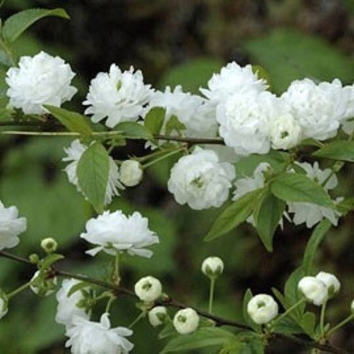 Prunus glanulosa alba plena - prunus, in