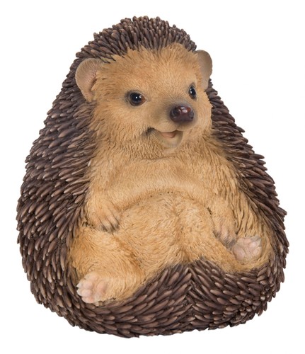 Baby hedgehog sitting - baby,
