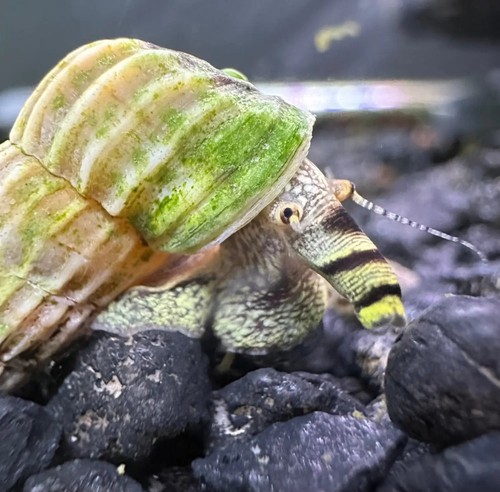 Sulawesi king rabbit - sulawesi, snails