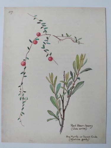 Edith holden botanical print - edith,