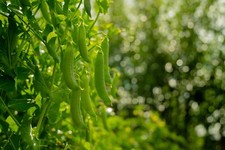 Vegetable - Pea - Hurst