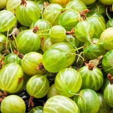 WHITE GOOSEBERRY - EUROPEAN