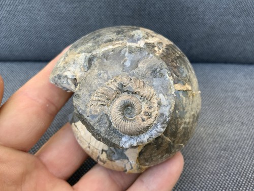 Jurassic fossil ammonite - fossil,