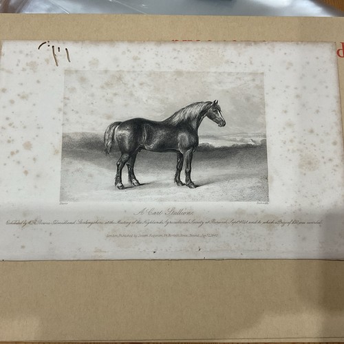 Antique horse print 1845 - horse,