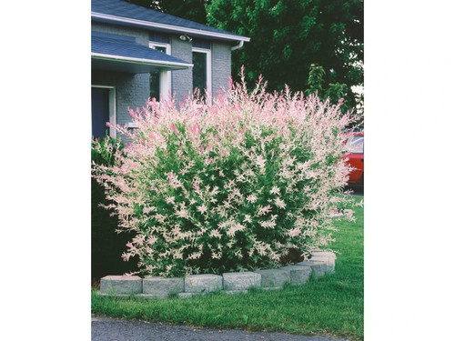 Salix integra hakuro - integra, 'hakuro