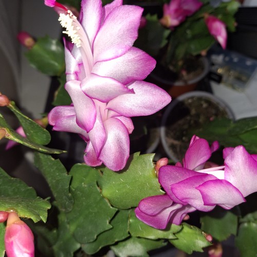 Christmas cactus pink - christmas,