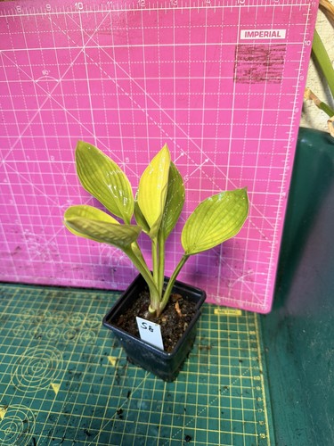 Hosta perennial plant - -,